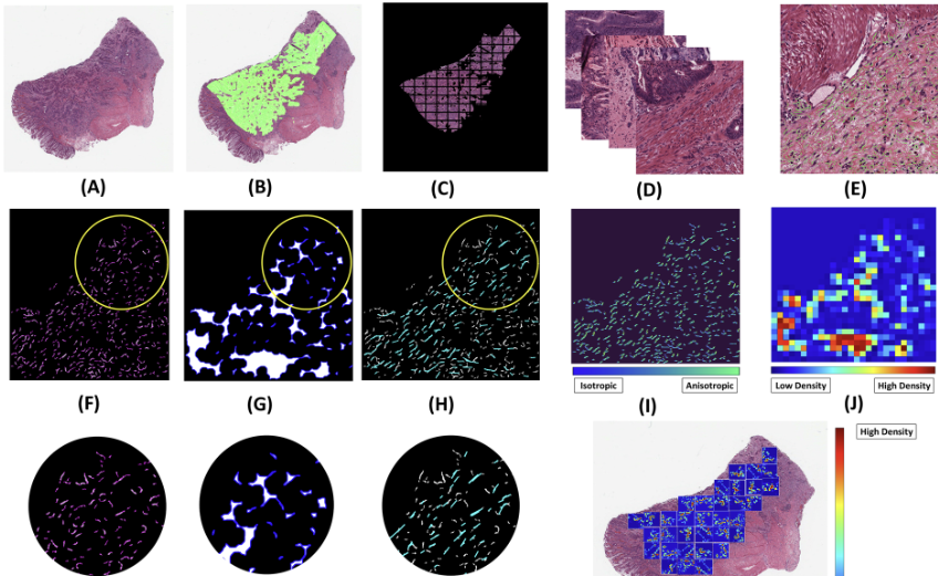  NPJ Precision Oncology